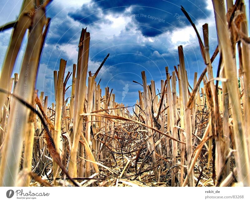 From the life of a field mouse. Field vole Storm Thunder Lightning Straw Dark Clouds Bury Thundery shower Rain Earth Flash in the pan Seed Furrow Subsoil Drone