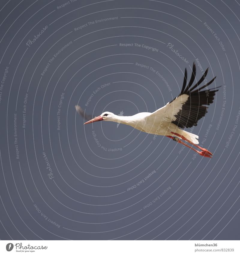 as light as a feather Animal Wild animal Bird Stork White Stork Stride bird Flying Carrying Esthetic Elegant Beautiful Natural Red Black Beak Feather Posture