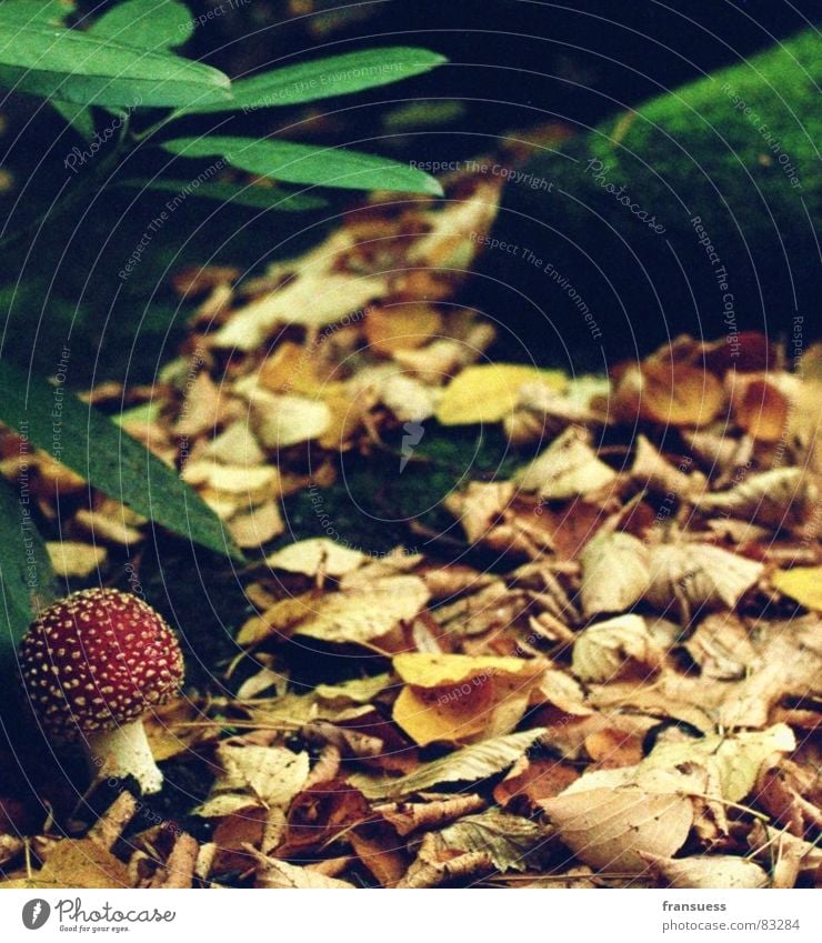 Little Red Riding Hood Amanita mushroom Earthy Autumn Leaf Cemetery Tree Plant Bushes Eerie Loneliness Poison Green Mushroom Stone Floor covering