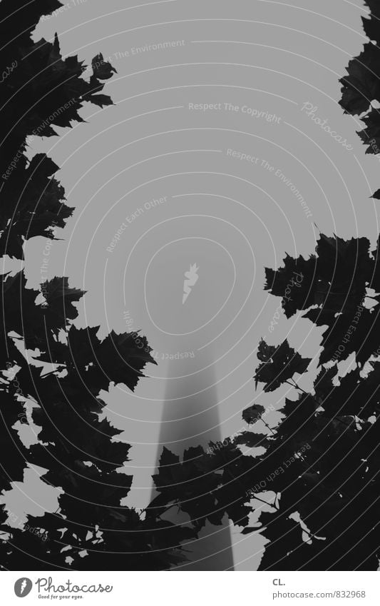 we come from Environment Nature Fog Leaf Town Building Tourist Attraction Dark Gloomy Duesseldorf Rheinturm Misty atmosphere Tower Black & white photo