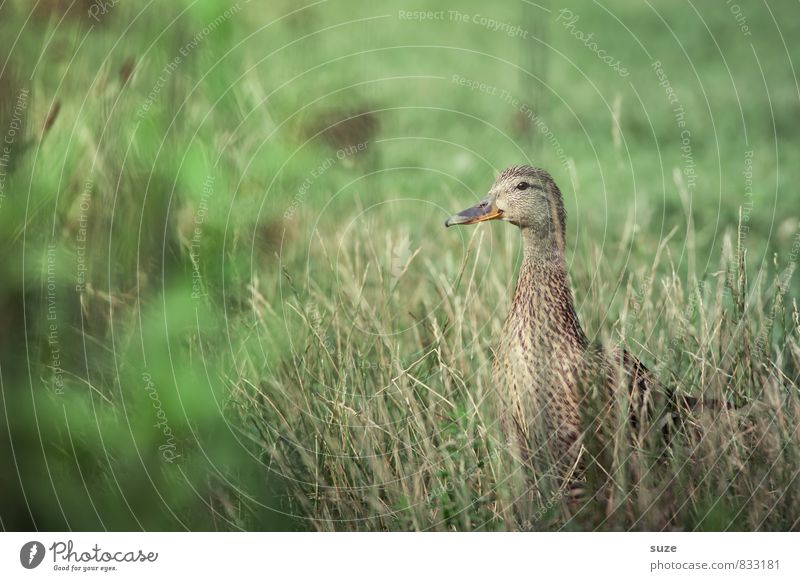 Animal Hide and Seek Joy Happy Summer Nature Spring Grass Meadow Wild animal 1 Authentic Small Natural Curiosity Cute Green Emotions Joie de vivre (Vitality)