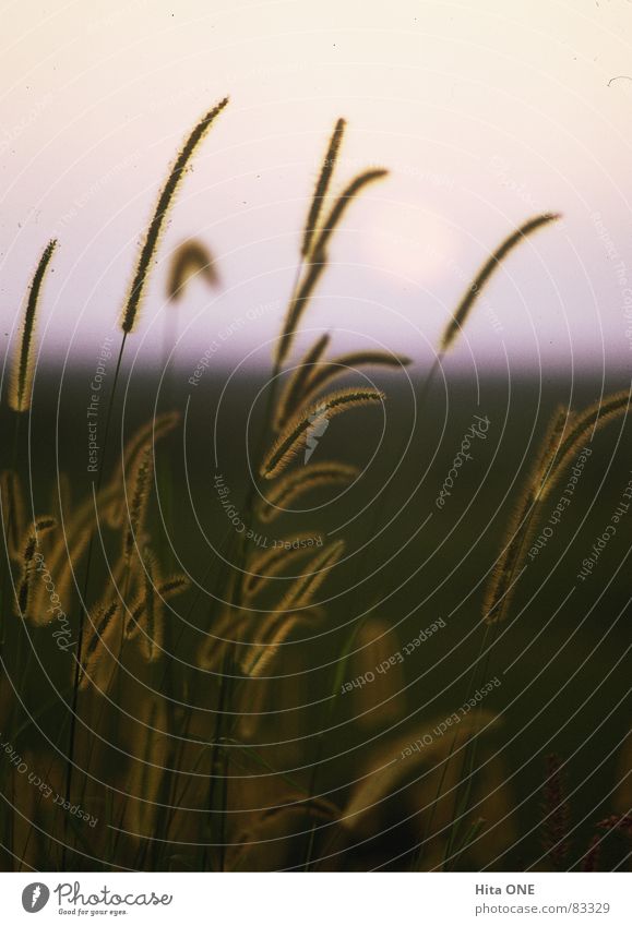 grass Grass Half Blade of grass Sunset Twilight Horizon Romance Green Morning Lawn Green space Grassland Wilderness Evening Meadow Nature Dawn Pasture Dusk