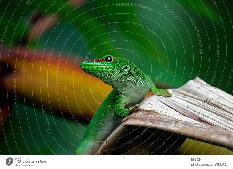 Am I not beautiful? Madagascar Gecko Green Red Pattern Snout Near Brown Nostril Animal Beautiful streak Nose Eyes Barn Muzzle