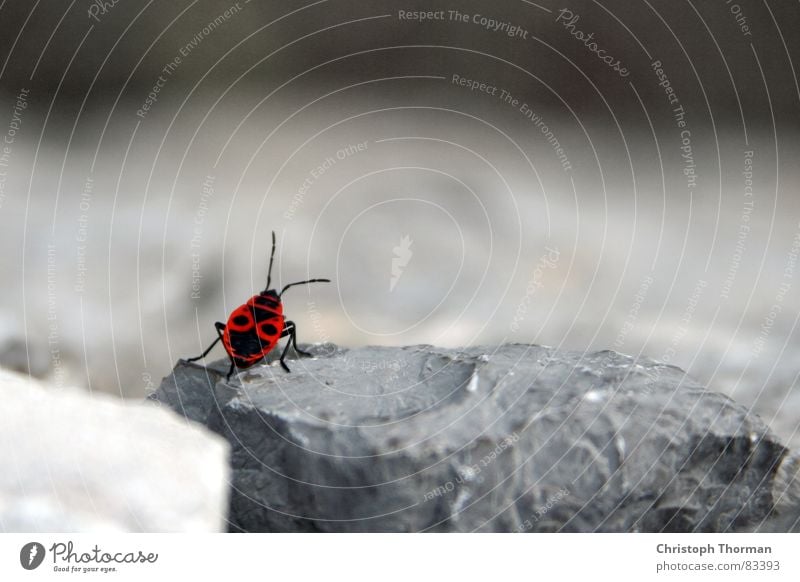 On the wall, on the lookout... Bug Insect Bow Rubble Hesitate Firebug Animal Crawl Feeler Spotted Nature Environment Wall (barrier) Gray Red Black Small