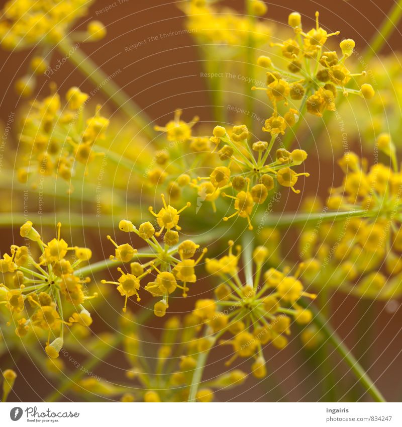 fennel flowers Vegetable Herbs and spices Tea Healthy Alternative medicine Harmonious Well-being Fragrance Plant Blossom Agricultural crop Fennel fennel blossom