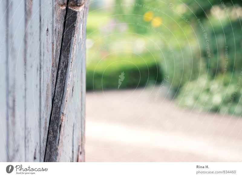 View into the garden Summer Beautiful weather Plant Flower Garden Authentic Bright Wooden door Vantage point Lanes & trails Colour photo Deserted