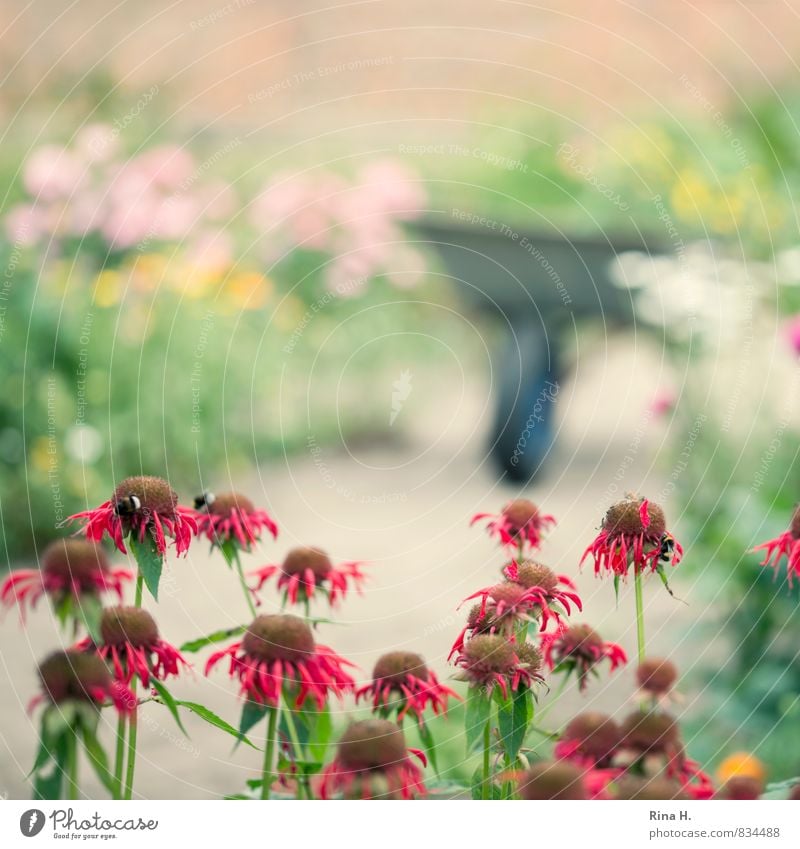 gardening Summer Beautiful weather Flower Garden Blossoming Faded To dry up Contentment Joie de vivre (Vitality) Wheelbarrow Gardening Country life Colour photo