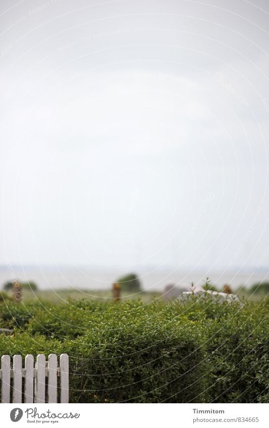 where he would rest. Environment Nature Elements Water Clouds Weather Plant Bushes Fjord Denmark Wood Esthetic Simple Natural Gray Green White Emotions Calm