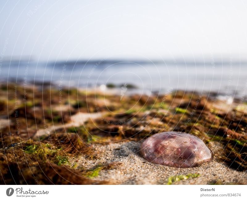 aground Nature Landscape Sand Water Sky Cloudless sky Summer Plant Coast Baltic Sea Animal Jellyfish 1 Blue Brown Red Seaweed Algae Ocean Lion's mane jellyfish