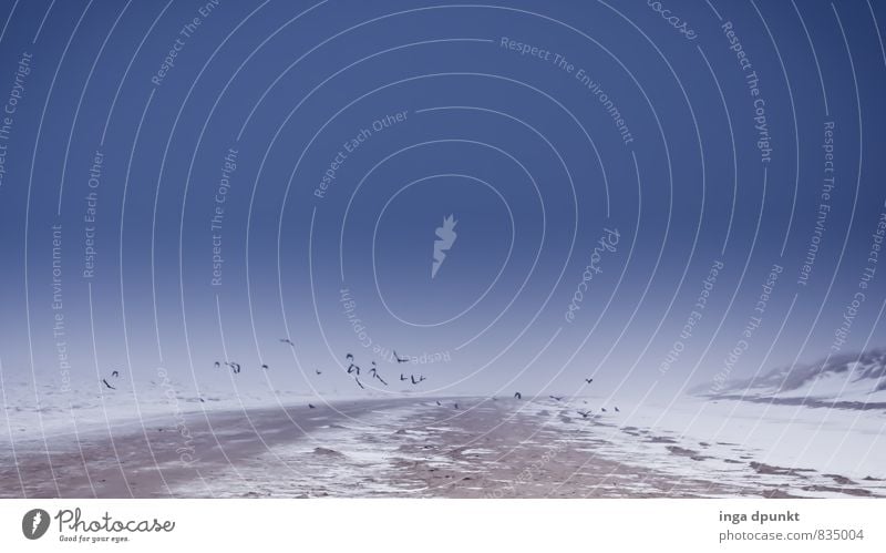 Winter comes flying North Sea North West North Sea beach Nordic Ice Frost Snow Beach Ocean Migratory bird Island National Park Animal Seasons Ice age Bird