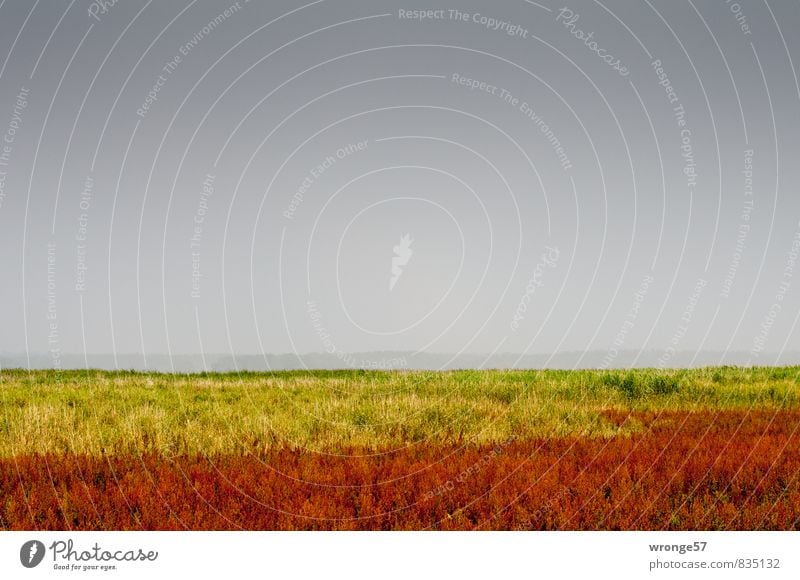 Bodden colours Nature Landscape Plant Sky Horizon Summer Bad weather Storm Thunder and lightning Grass Meadow Coast Boddenlandscape NP Threat Yellow Gray Red