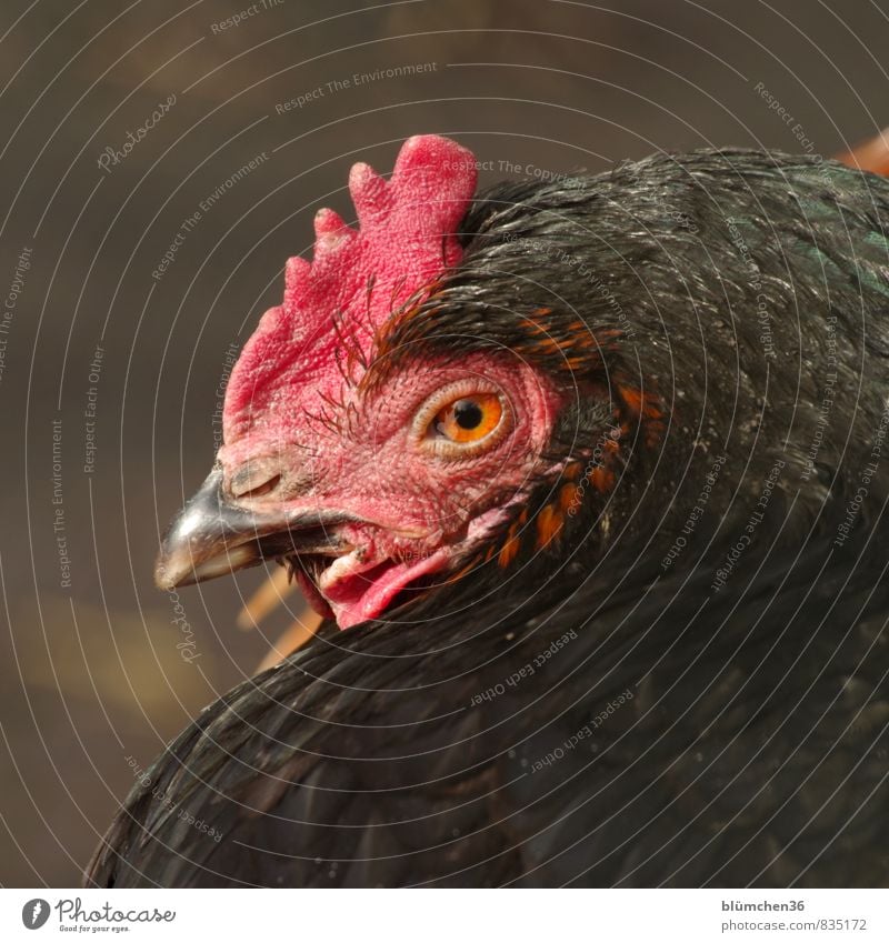 temporise Animal Farm animal Bird Animal face Barn fowl Rooster Cockscomb Observe Looking Sit Wait Happy Natural Red Black Eyes Beak Feather Organic farming