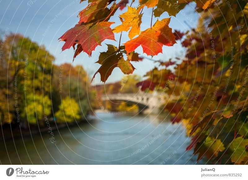 Autumn on the Isar Water Tree Brook River Deserted Bridge Warmth Yellow Orange Red Serene Calm Esthetic Autumnal Leaf Colour photo Multicoloured Exterior shot