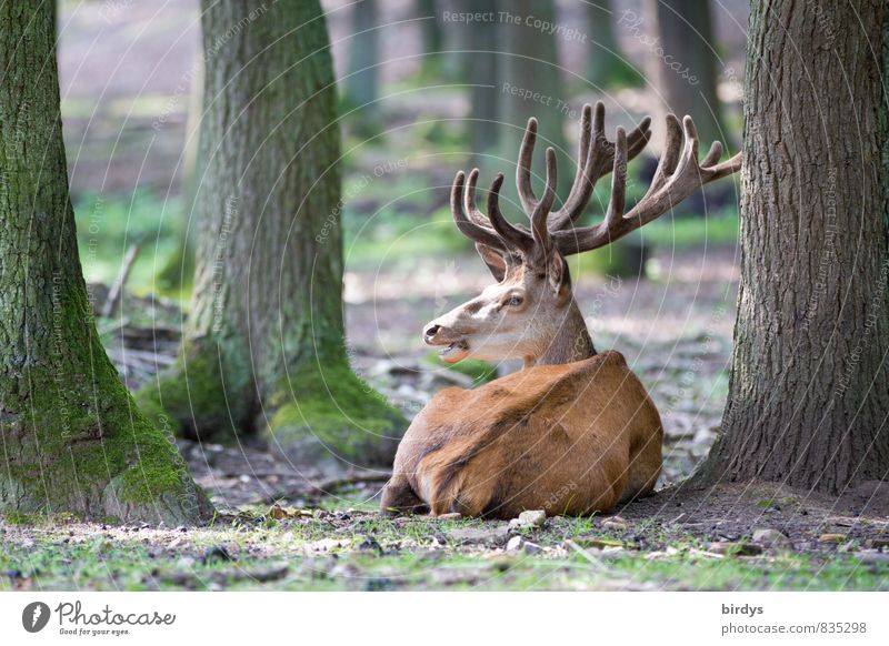 stalk the deer Nature Summer Tree Forest Wild animal Deer Antlers 1 Animal Observe Lie Esthetic Large Natural Original Positive Watchfulness Calm Peace Idyll