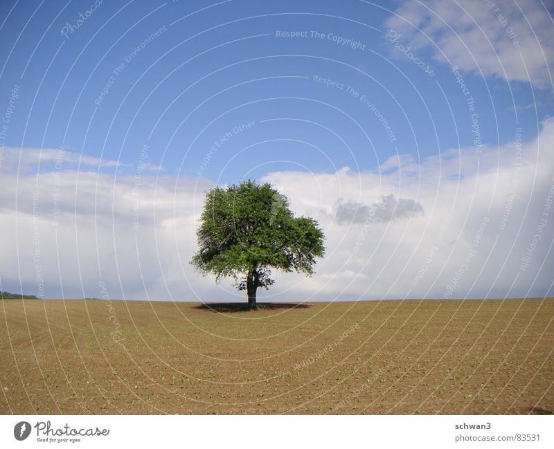 Tuscan Route Tuscany Tree Italy Calm Horizon Sky Thin Far-off places