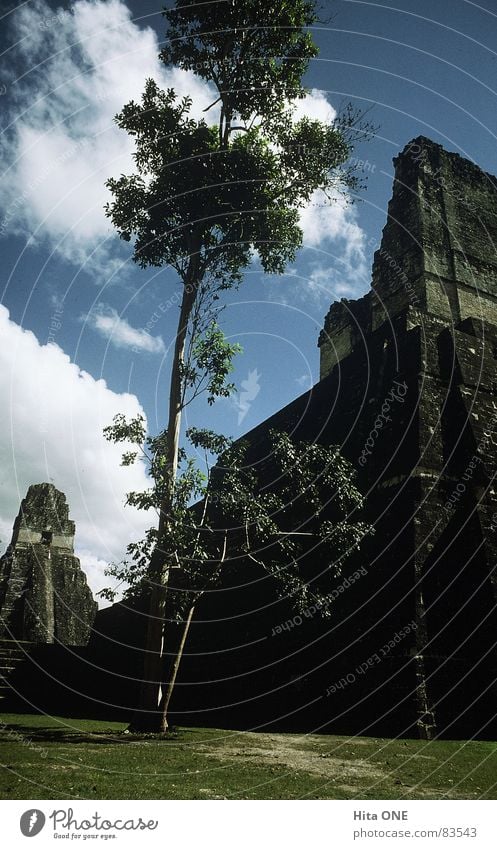 high up Temple Culture Maya Step Pyramid Advanced Sacrosanct Dignified South America Tree Worm's-eye view Meadow Grass Holy Ruin Ancient Mystic Calm Building