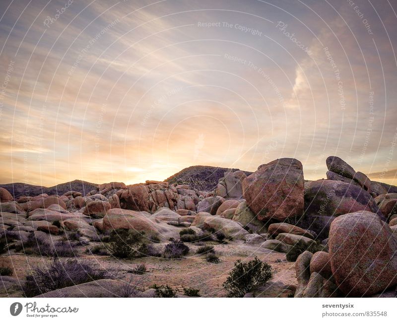 Sunrise over Joshua Tree Park, USA Vacation & Travel Adventure Environment Nature Landscape Plant Earth Sand Air Sky Clouds Horizon Sunset Sunlight Spring