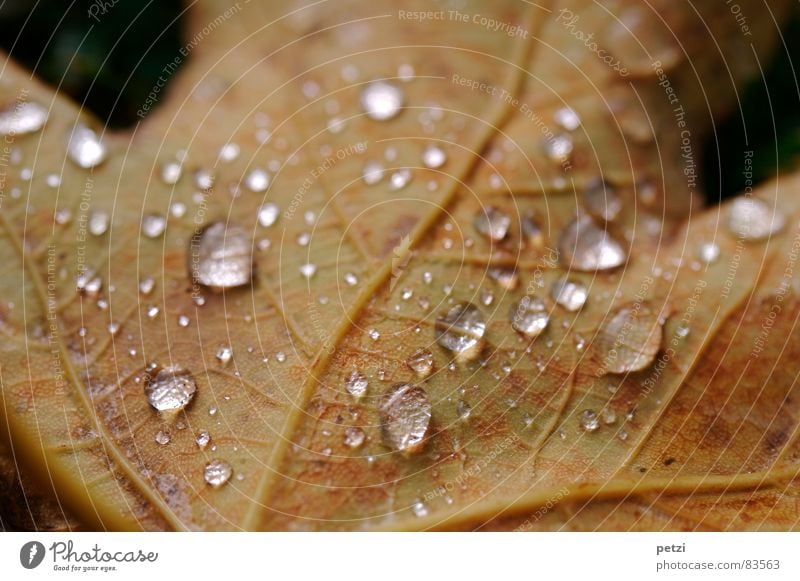 leaf pearls Rope Nature Water Drops of water Autumn Rain Tree Leaf Dark Wet Brown Moody Transparent Vessel Rachis Damp taupe beads drop Detail