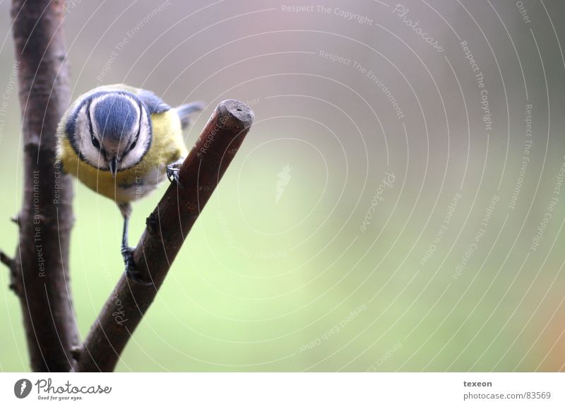 bird of attack Tit mouse Bird Animal Feed Attack Evil Branch