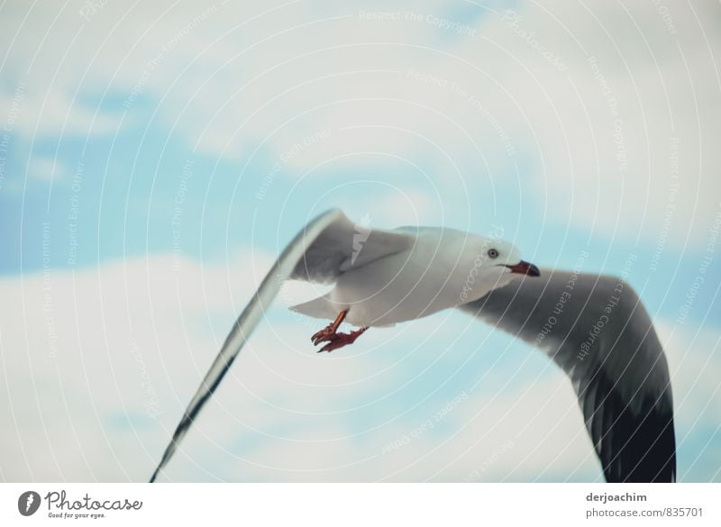 Pacific seagull flying with spread wings on the beach of Burleigh Heads.Queensland / Australia, Pacific Lady Elegant Leisure and hobbies Vacation & Travel