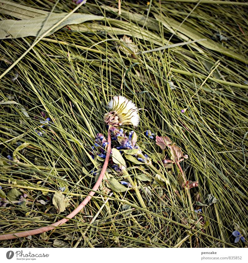 Bizarre pattern. Nature Elements Earth Summer Grass Meadow Sign Fragrance Hay Dandelion Hay harvest Plant clippings cut pattern Agriculture Feed Colour photo