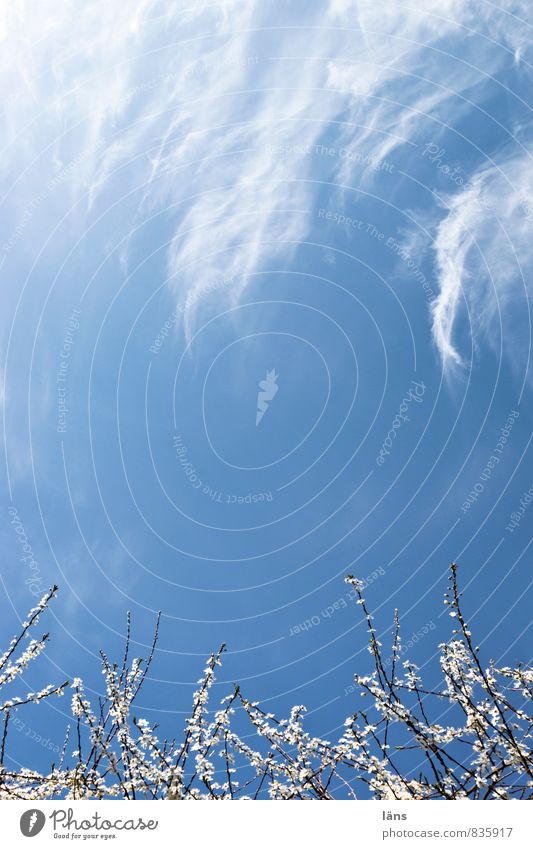 next spring Nature Sky Clouds Spring Beautiful weather Tree Blossom Fruit trees Blossoming Growth Blue White Beginning Branch Upward Skyward Exterior shot