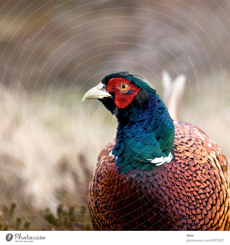 Spiekeroog l Pheasant Environment Coast North Sea Island Animal Wild animal Bird 1 Observe Curiosity Attentive Watchfulness Conceited Expectation Feather Beak