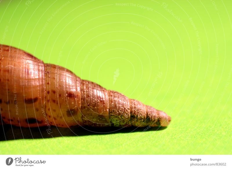 In spite of everything straight ahead Snail shell House (Residential Structure) Animal Spiral Round Rotate Whorl Rotated Live Macro (Extreme close-up) Close-up