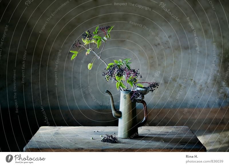 Lilac Berries Wall (barrier) Wall (building) Simple Still Life Jug lilac berries Elderberry Wooden table Derelict Colour photo Subdued colour Interior shot