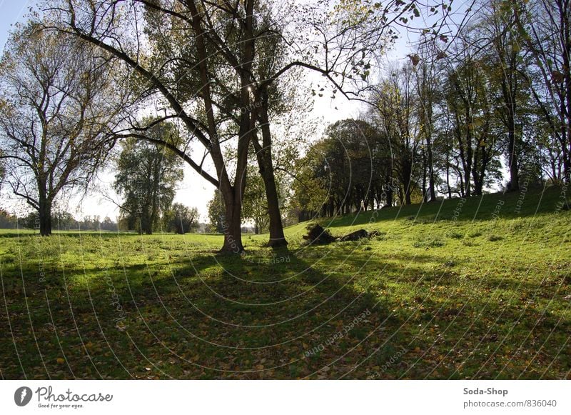 Rhine meadows Contentment Senses Relaxation Calm Trip Far-off places Freedom Agriculture Forestry Retirement Closing time Environment Nature Landscape Plant