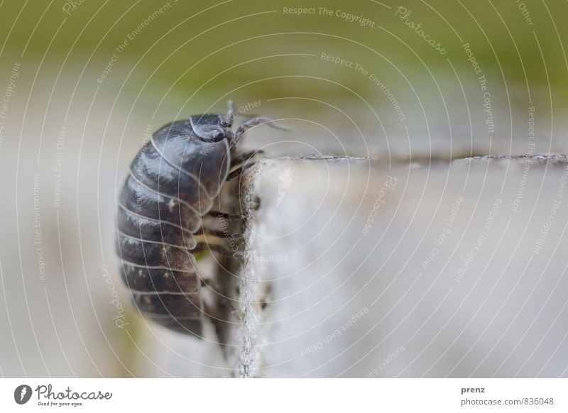 Free Solo Environment Nature Animal Summer Beautiful weather Gray Green Isopod Pill bug Climbing Stone Colour photo Exterior shot Close-up