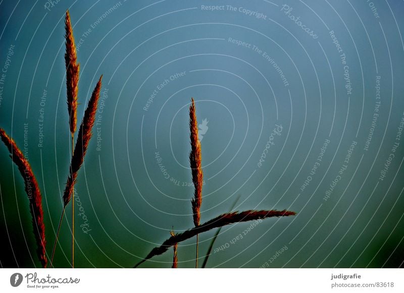 Water and grass Lake Grass Beach Evening sun Yellow Stalk Blade of grass Wilderness Environment Transience Sand Coast Wind Nature Gold Orange Line