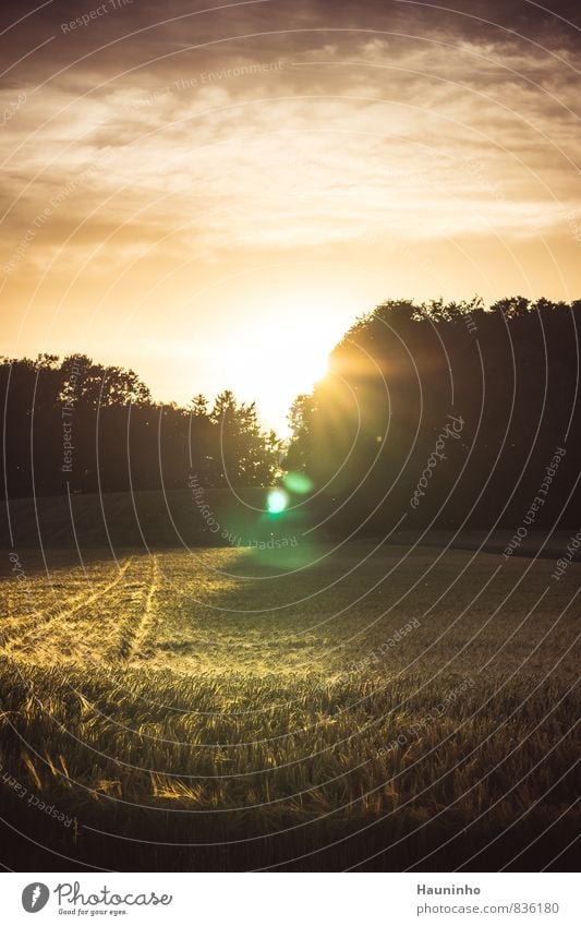 sun behind the wood Freedom Summer vacation Environment Nature Landscape Sky Clouds Sunrise Sunset Sunlight Beautiful weather Plant Tree Grass Grain Field