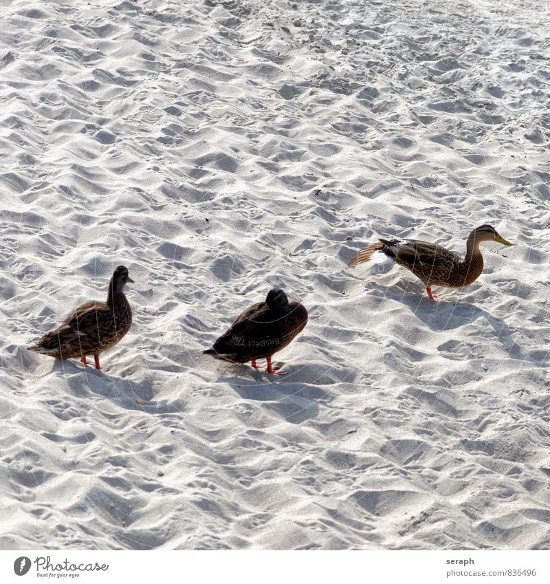 Ducks Bird Bank note plumage Feather Sand Beach Ornithology Animal fauna Nature Wing Wild Gamefowl wading Maritime Ocean birding Waddle Sandbank waterbird