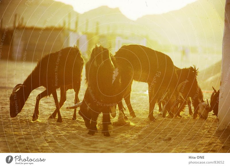 Evening sunbathing Egypt Back-light Physics Yellow Hill Mountain range Residential area Hot Poverty Goats Animal Beige Orange Mountain ridge Quarter Badlands