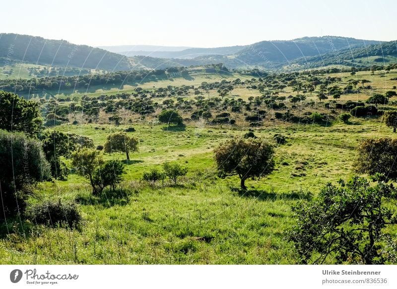 landscape Environment Nature Landscape Plant Earth Sky Sunlight Spring Beautiful weather Tree Grass Bushes Wild plant Meadow Field Forest Hill Mountain Island