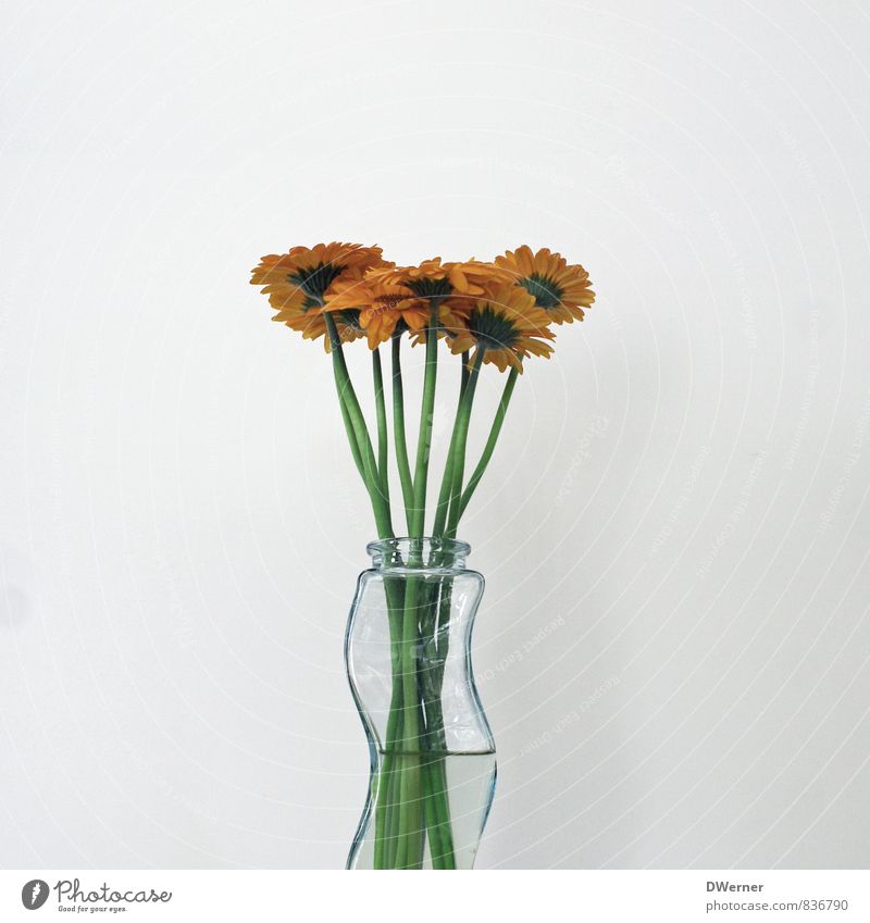 gerbera Senses Relaxation Fragrance Arrange Interior design Decoration Nature Plant Flower Beautiful Green Orange Joy Love Loyalty Elegant Idyll Vase Gerbera