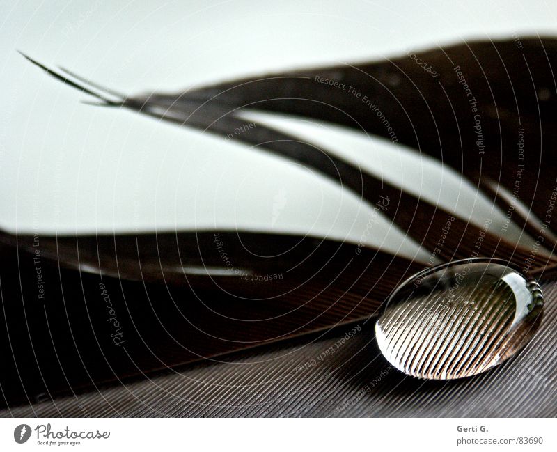 Love pearl, phät right Magnifying effect Drops of water Stick Surface tension Delicate Brown Transparent Hydrophobic Round Feather Macro (Extreme close-up)