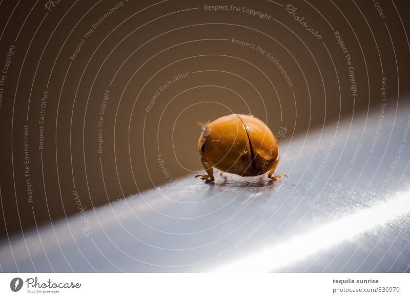 ladybug Animal Insect Ladybird 1 Handrail Metal Small Brown Orange Silver Colour photo Macro (Extreme close-up) Copy Space left Copy Space top Day