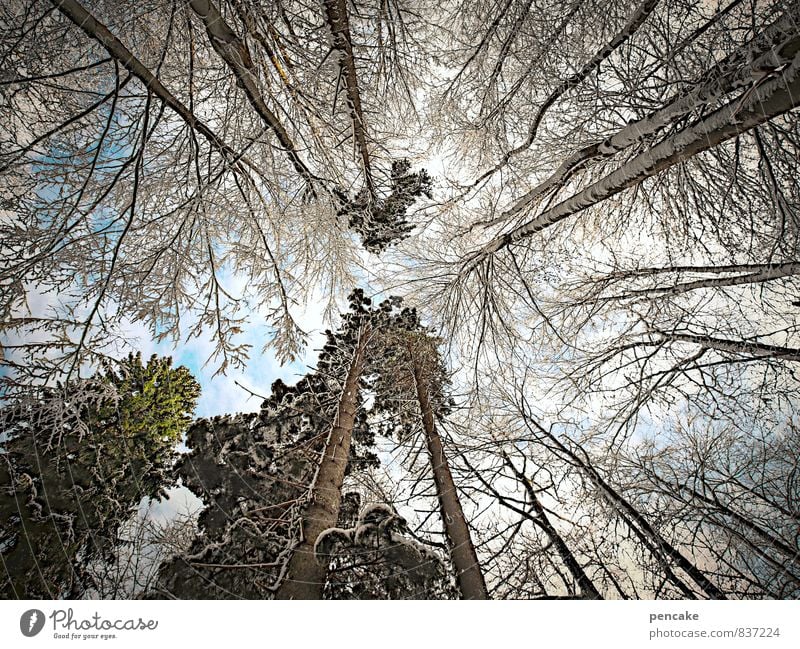 Bizarre eye travel. Elements Sky Clouds Winter Ice Frost Snow Tree Forest Sign Looking Inspiration Vacation & Travel Change Worm's-eye view Treetop Upward