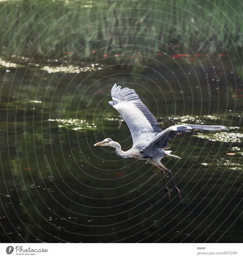 I'll fly on it ... Elegant Hunting Nature Landscape Animal Water Lakeside Pond Wild animal Bird Wing Movement Flying Glittering Esthetic Authentic Fantastic