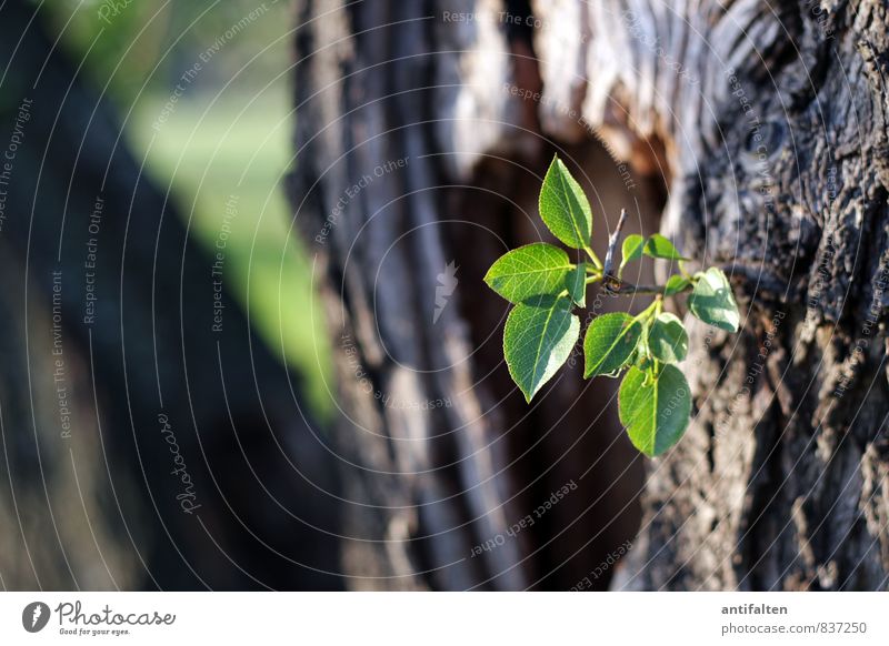 A little hope Environment Nature Plant Animal Earth Sun Summer Autumn Climate Climate change Weather Beautiful weather Storm Wind Tree Leaf Tree bark Park