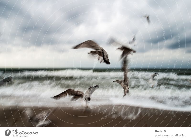 tempest Landscape Animal Sand Water Sky Storm clouds Horizon Weather Bad weather Wind Gale Coast Beach Baltic Sea Ocean Wild animal Bird Wing Flock Blue Black