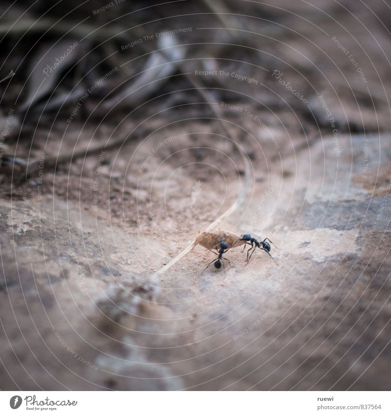 Yeah, yeah, now they're spitting in their hands again. Seed Work and employment Logistics Team Environment Nature Animal Column of ants Ant 2 Group of animals