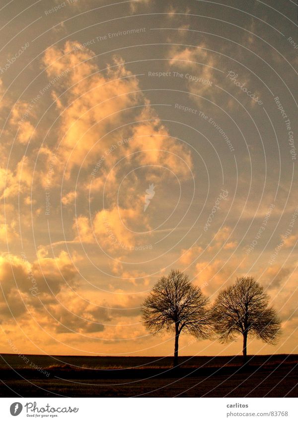 Twins on roadside | Trees against evening sky Horizon Roadside White balance Oil painting Autumn Signs of the Zodiac Valentine's Day Weather Sky Kitsch