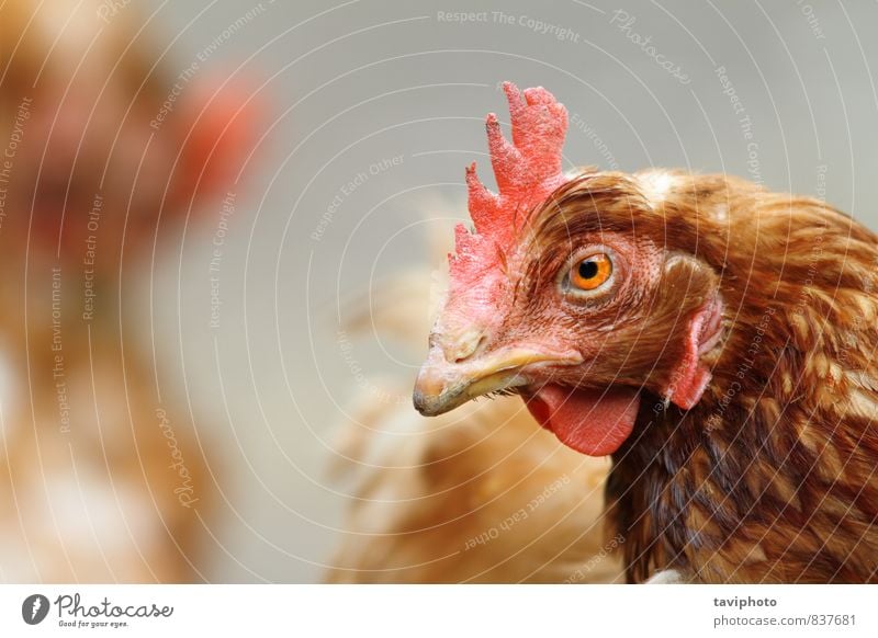 portrait of a brown hen Beautiful Woman Adults Nature Landscape Animal Bird Stand Authentic Natural Brown Red Colour Chicken poultry Rural Farm Agriculture