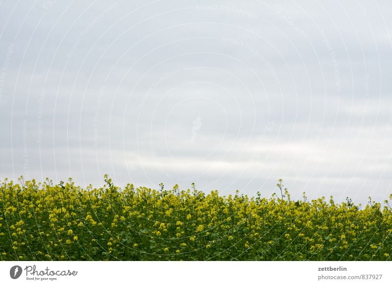 rapeseed Canola Field Canola field Cooking oil Biomass Bio-fuel Oilseed rape oil Blossom Yellow Oilseed rape flower Sky Clouds Cloud cover Landscape Real estate