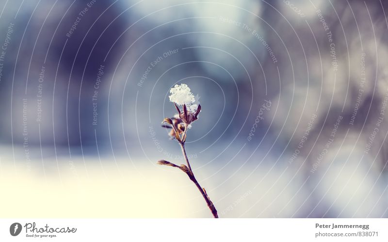 Winter Snow Flower Nature Plant Animal Air Water Spring Beautiful weather Ice Frost Leaf Blossom Wild plant Park Tübingen Germany Federal eagle Europe Town