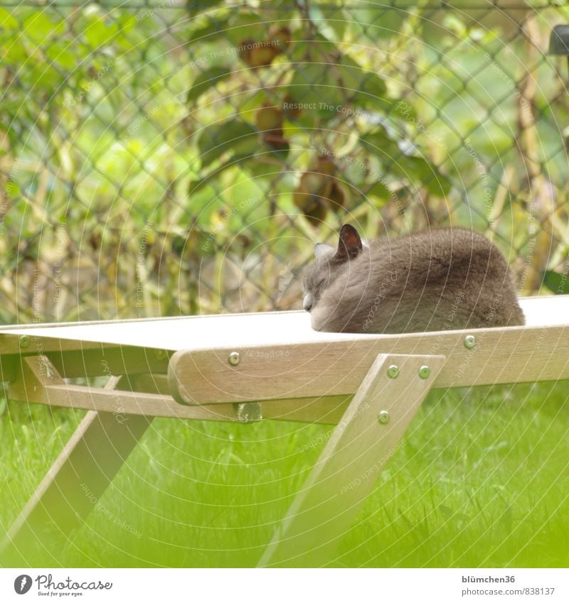 lunch break Summer Garden Meadow Animal Pet Cat Sleep Dream Friendliness Beautiful Gray Green Calm Fatigue Relaxation Break Sunbathing To enjoy Lie Deckchair