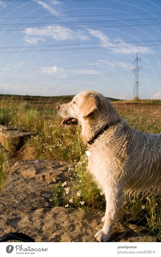 | dog life Dog Watchfulness Animal portrait Right ahead Golden Retriever Wet Pelt Snout Physics Summer Meadow Flower meadow Horizon Marble Stand Relaxation